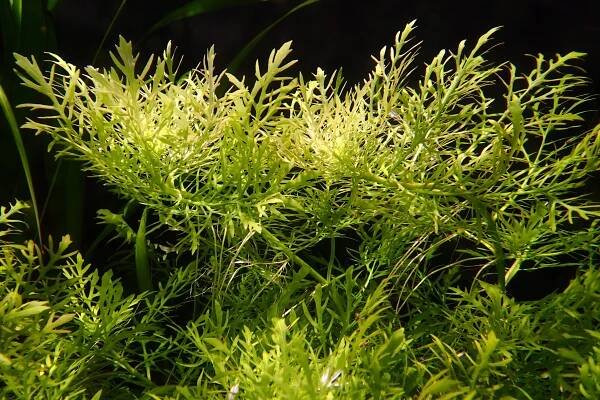 Hygrophila Difformis Scaled