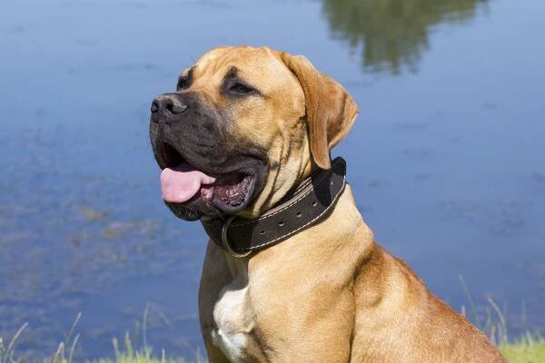Vybíráme psa: Boerboel