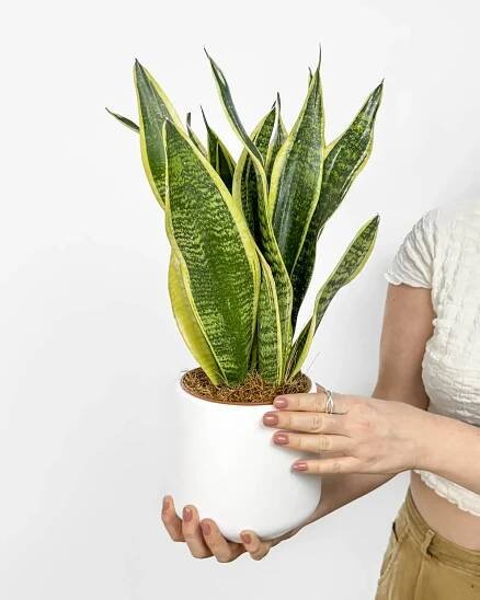 Tchýnin jazyk 'Futura Superba' (Sansevieria trifasciata) (M)
