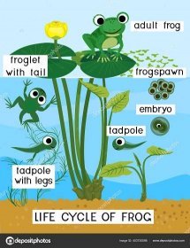 Stáhnout - Žabí životní cyklus. Pořadí stadií vývoje žáby od vajíčka k dospělému zvířeti v jezírku — Ilustrace
