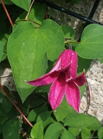 Plamének Princess Diana (Clematis)