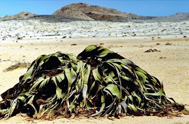 Welwitschia, Rostlin, Poušť