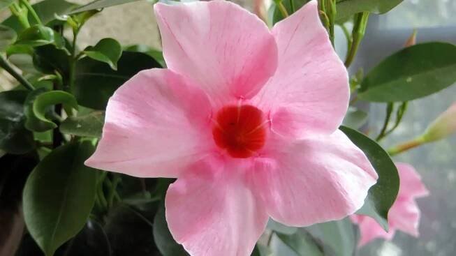 Enfermedades dipladenia cuidados