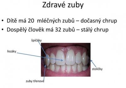 Dospělý člověk m�á 32 zubů – stálý chrup. špičáky. řezáky. stoličky. zuby třenové.