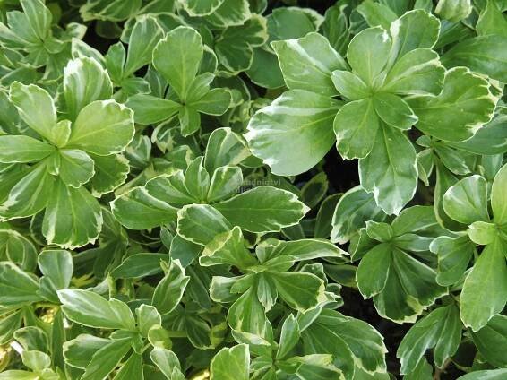 Pachysandra terminalis " Silver Edge " - tlustonitník klasnatý panašovaný Zahradnictví Krulichovi - zahradnictví, květinářství