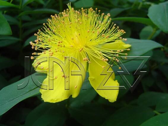 Hypericum calycinum