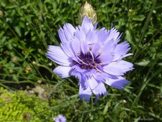 Poblekla modrá (Catananche caerulea)