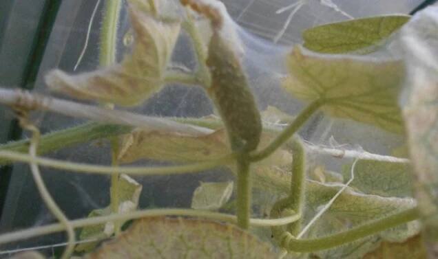 Spider roztoč ve skleníku