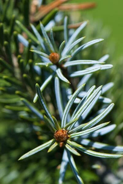 Picea omorica ´Pendula´ - smrk omorika - pupeny 