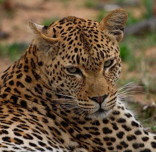 LONDOLOZI PRIVATE GAME RESERVE - Updated 2025 Campground Reviews (South Africa/Sabi Sand Game Reserve)