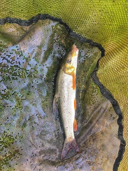 Anglingtackle.cz - MIDDY | YUKI Competition | YUKI-SEAGUAR | HJG-DRESCHER| RINGERS