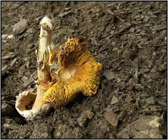 Muchomůrka císařka - Amanita caesarea (Scop. ex Fr.) Grev. | www.ohoubach.cz