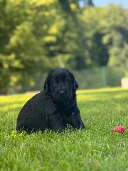 Flat coated retriever - štěňata s PP