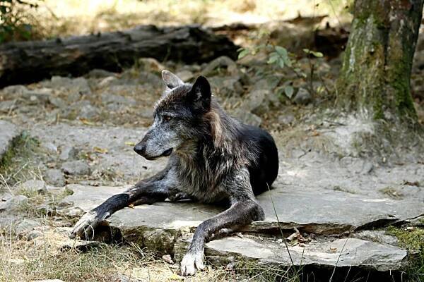 bezplatná Základová fotografie zdarma na téma canid, canis lupus, denní Základová fotografie