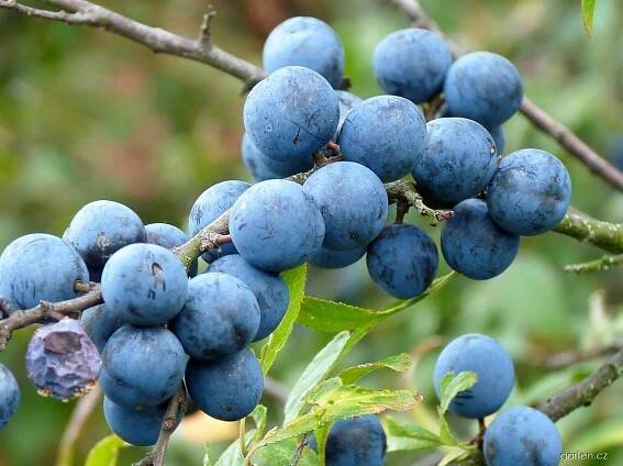 Trnka obecná - kolce (Prunus spinosa)