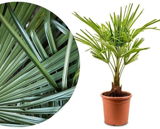 Palme Trachycarpus [Mezzo] - Chinesische Hanfpalme - Trachycarpus Fortunei