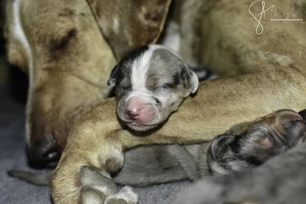 Litter “American muscles” – Catahoula Slovenia