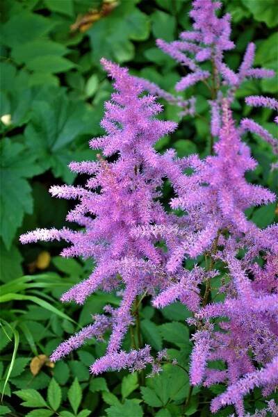 Astilbe x arendsii " Amethyst " - čechrava Zahradnictví Krulichovi - zahradnictví, květinářství, trvalky, skalničky, bylinky