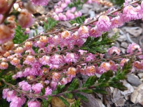 Vřes obecný - Calluna vulgaris J.H. Hamilton