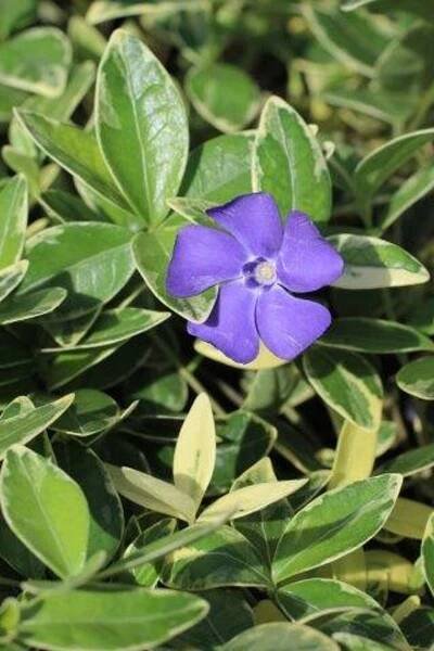 Vinca minor 'Variegata'