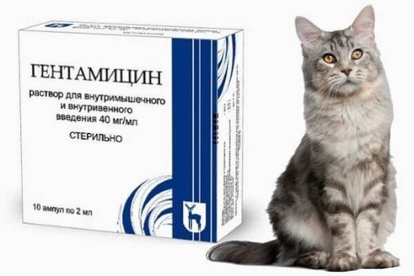 Gentamicin pro kočky: vlastnosti léku, indikace k použití