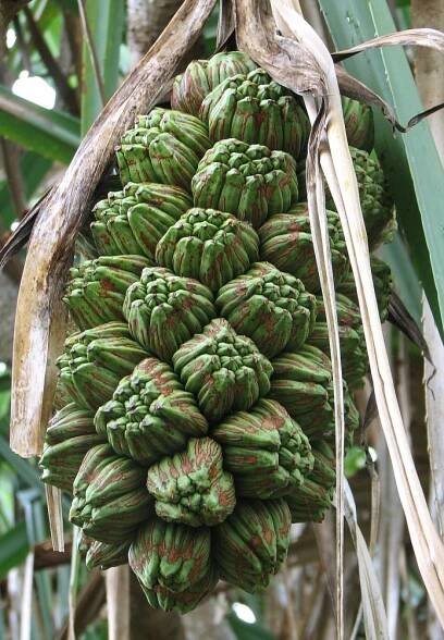 Pandanaceae - Wikispecies