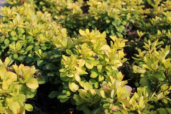Dřišťál Thunbergův 'Green Carpet'