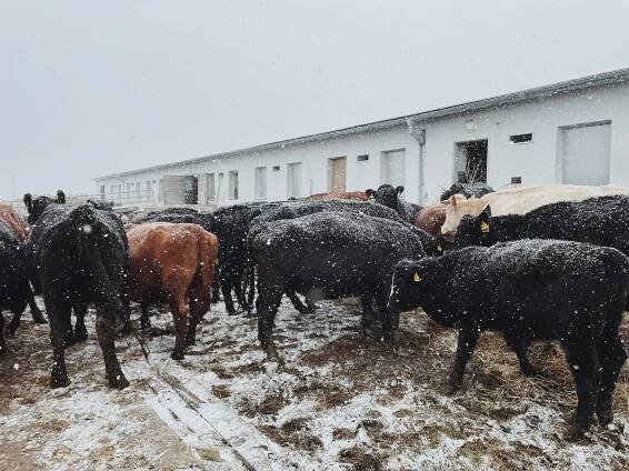 Zimní romantika na farmě: počítání oveček a tak trochu jiná vyjížďka na bobech