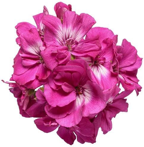 pelargonium_boldly_hot_pink_improved_macro_02.jpg