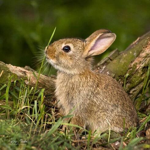 Zajícovci | Štěpán Mikulka | Wildlife fotograf