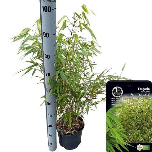 Show details for Fargesia robusta 'Formidable'