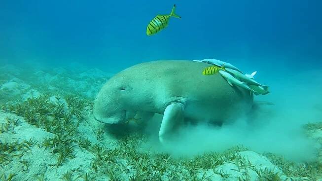 Dugong Marsa Alam (Egypt) - Morska Krava - Dugong Trips