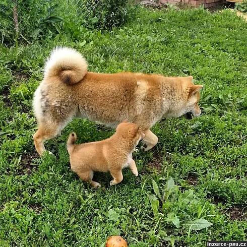 Shiba-Inu na prodej 
