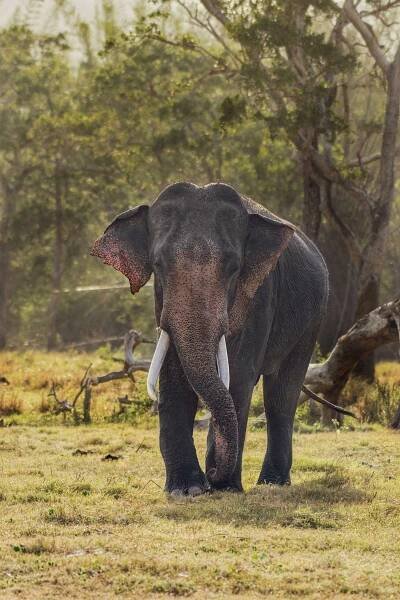 A tusker in the wild