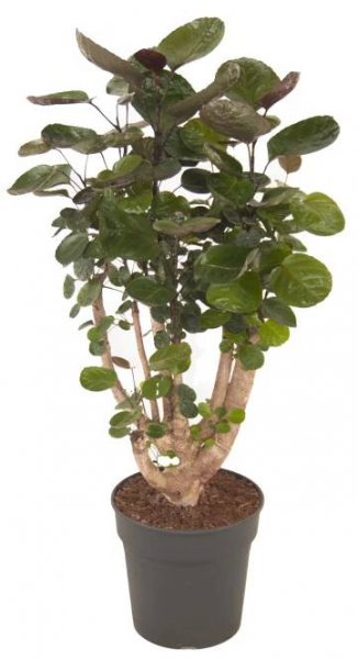 Stínovka (Polyscias scutellaria) "Fabian", výška cca 85-95 cm, pr. kv. cca 21 cm nakoupit u OBI