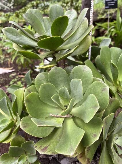 Aeonium glutinosum - Moje Rastliny