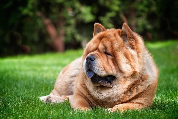 The Chow Chow's blue-black tongue