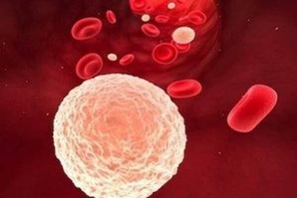 Eosinofily vzrostly v krvi, co dělat? Jaká je norma? / | Užitečné informace a tipy na péči o sebe. Zdraví, výživa a další