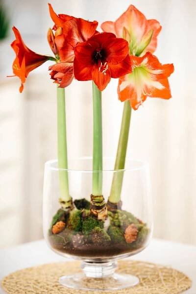 Three red amaryllis plants displayed in a glass vase in peat and moss potting medium