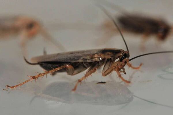 Ako rus domový dobyl svet? Výhodou švába je rezistencia na insekticídy či rýchla reprodukcia — Denník N