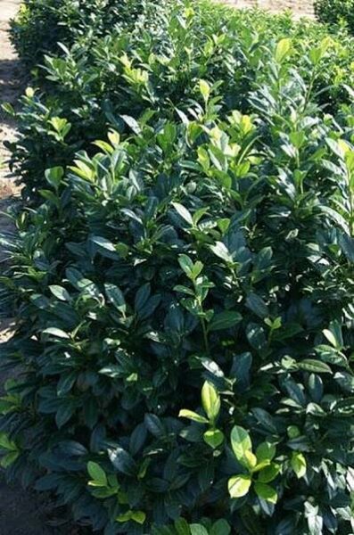 Bobkovišeň lékařská 'Ani' - Prunus laurocerasus 'Ani'