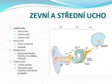 Bubínek. Střední ucho. Středoušní kůstky (kladivo, kovadlinka, třmínek) Vnitřní ucho. Oválné okénko. Hlemýžď a jeho tekutiny (endolymfa, perilimfa) středoušní kůstky (nejmenší v lidském těle) zesilují (asi 30x) a přenášejí chvění bubínku systémem. Středokušní kůstky převádějí zvuk z prostředí o nízkém vlnovém odporu (vzduch) do prostředí s vysokým vlnovým odporem (kapalina). Z velké plochy bubínku (50mm2) je zvuk převáděn na malou plochu (oválné okénko, 3mm2) Hlemýžď - kostěný oddíl vnitřního ucha -kostěný kanálek v něm je uložen spirálovitý kanál. V uchu je také 1800 eferentních nervových drah, které dokáží tlumit příjem určitých kmitočtů a tak odfiltrovat rušivé hluky z okolí! Cesta zvuku. Vedení vzduchem – boltec, zevní zvukovod, bubínek. Mechanický přenos – bubínek, středoušní kůstky, membrána oválného okénka. Vedení tekutinou – perilymfa a endolymfa kochley. Transdukce – vnitřní vláskové bb. – receptorový potenciál – generátorový potenciál. Elektrický přenos – AP na prvním neuronu sluchové dráhy. Perilymfou. Vestibulární aparát - Význam - registruje pozici a pohyb hlavy v prostoru. Dvě komponenty vnímání pohybu. Detekce rotace – tj. úhlové (radiálního) zrychlení. Detekce lineárního pohybu - tj. lineární zrychlení.
