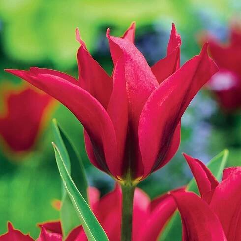 Tulipán Viridiflora Doll's Minuet 5 ks Tulipány Cibulky tulipánů Cibule