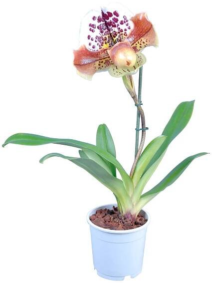 Orchidej střevíčník (Paphiopedilum), pr. květináče cca 12 cm nakoupit u OBI