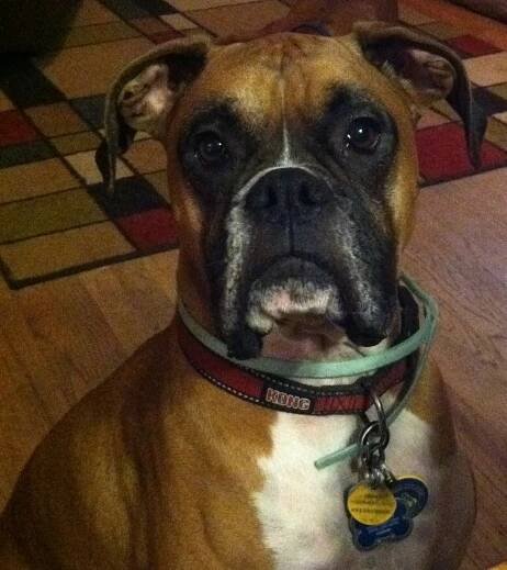 Training for Reactive Dogs | Cold Nose Companions
