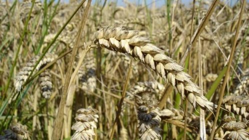 Jak nasytit lidstvo. Pomůže genetický kód pšenice – FAEI.cz