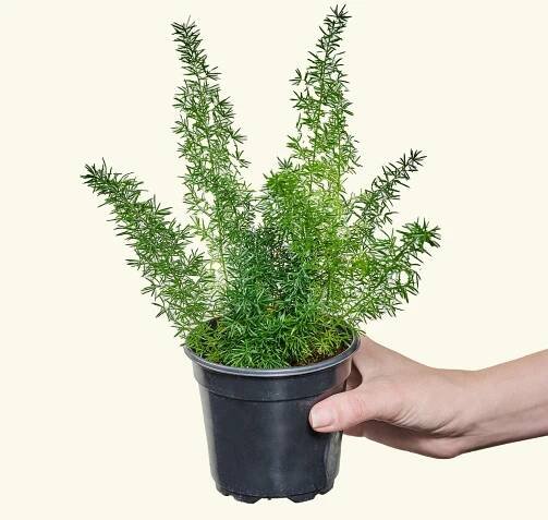 Foxtail Fern