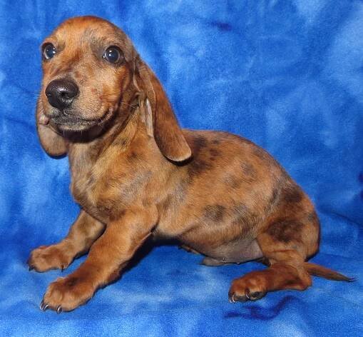 Annabelle boy - Dapple Doxie