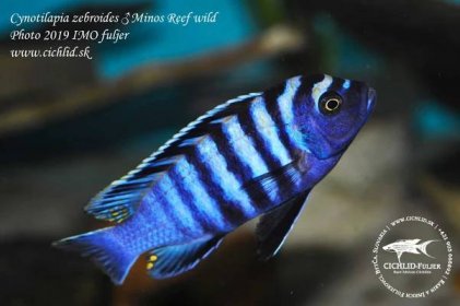 Cynotilapia-zebroides-Minos-Reef-(1)
