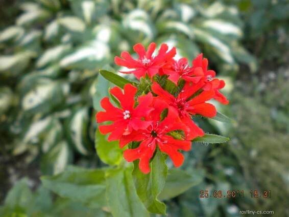Kohoutek chalcedonský - hořící láska (Lychnis chalcedonica)